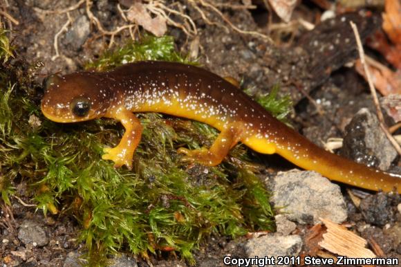 Columbia Torrent Salamander (Rhyacotriton kezeri)