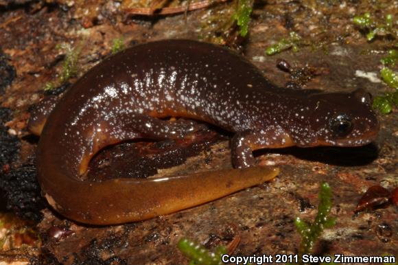 Olympic Torrent Salamander (Rhyacotriton olympicus)