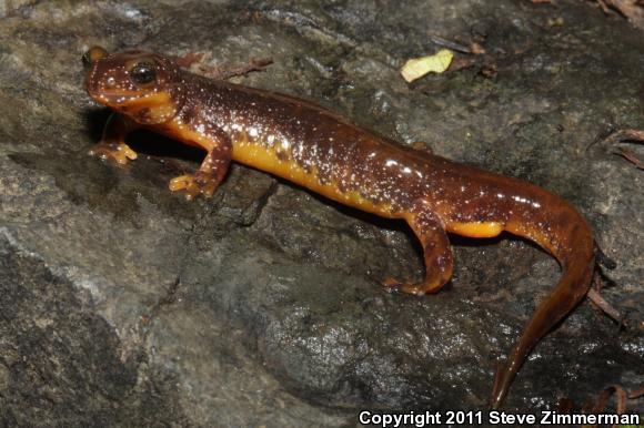 Olympic Torrent Salamander (Rhyacotriton olympicus)