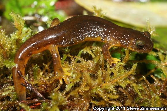 Olympic Torrent Salamander (Rhyacotriton olympicus)