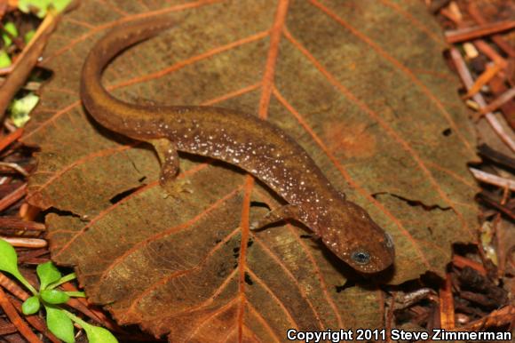 Olympic Torrent Salamander (Rhyacotriton olympicus)