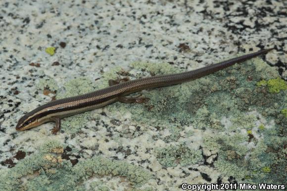 Western Skink (Plestiodon skiltonianus skiltonianus)