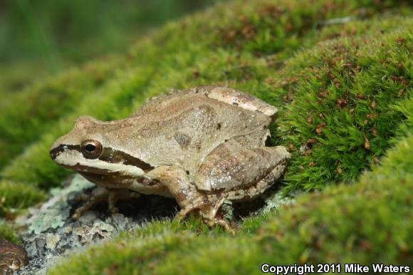 Baja California Treefrog (Pseudacris hypochondriaca)