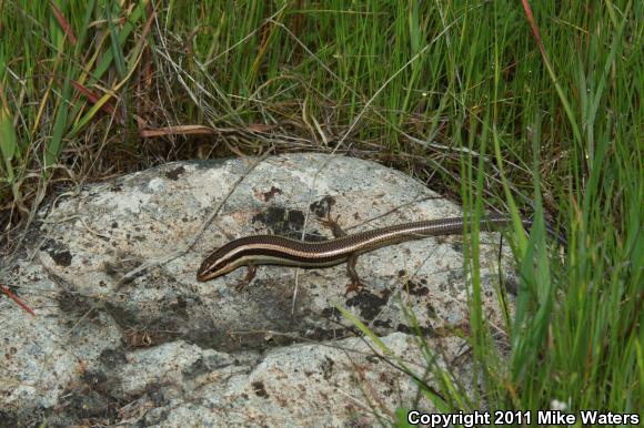 Western Skink (Plestiodon skiltonianus skiltonianus)