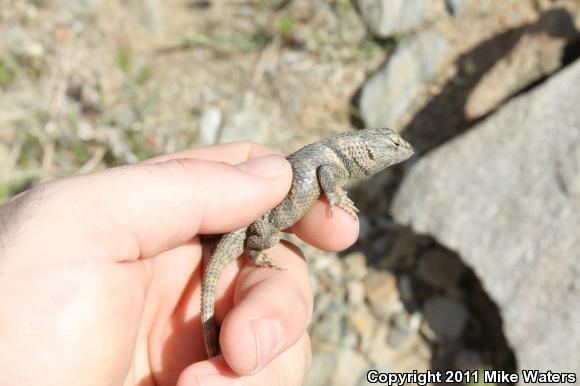 Desert Spiny Lizard (Sceloporus magister)