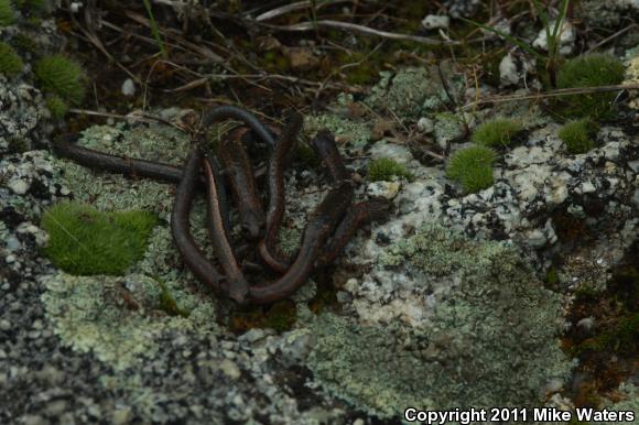 Gregarious Slender Salamander (Batrachoseps gregarius)