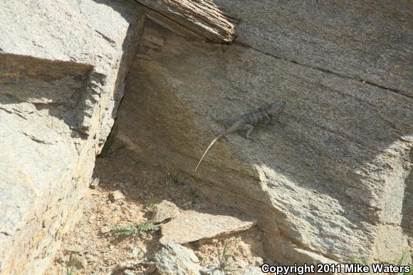 Desert Spiny Lizard (Sceloporus magister)