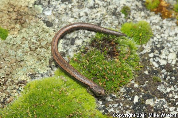 Gregarious Slender Salamander (Batrachoseps gregarius)