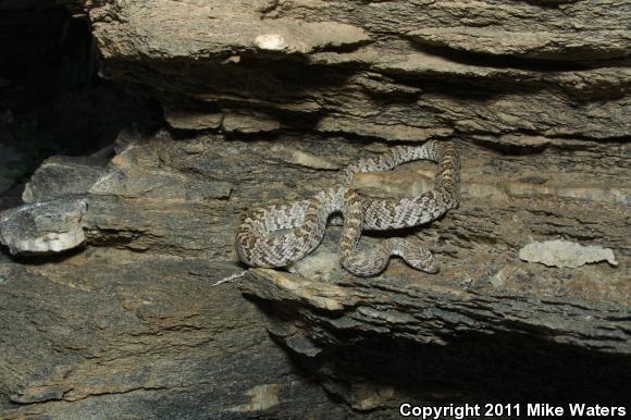 Western Lyresnake (Trimorphodon biscutatus)