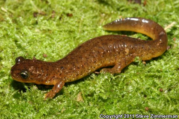 Southern Torrent Salamander (Rhyacotriton variegatus)