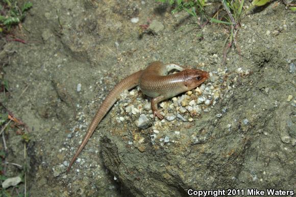 Western Skink (Plestiodon skiltonianus skiltonianus)