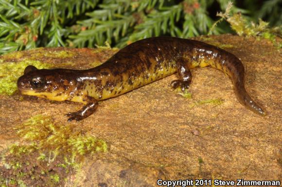 Southern Torrent Salamander (Rhyacotriton variegatus)