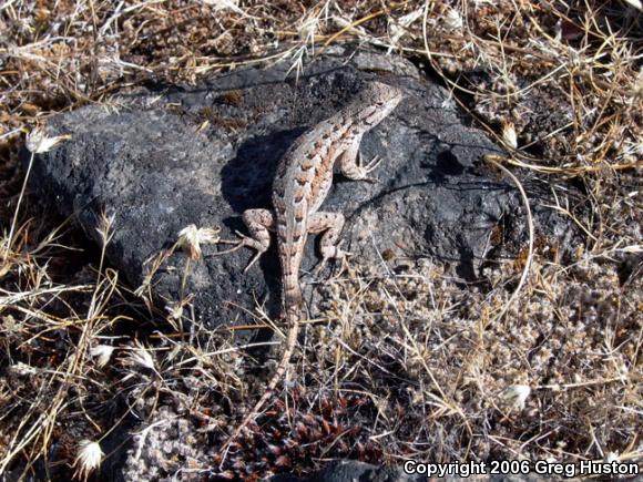 NorthWestern Fence Lizard (Sceloporus occidentalis occidentalis)