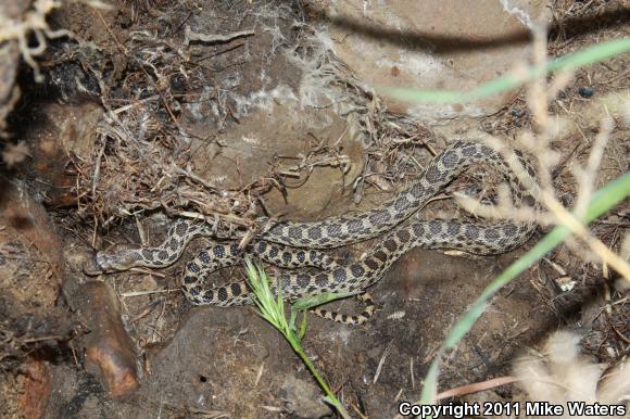 Pacific Gopher Snake (Pituophis catenifer catenifer)