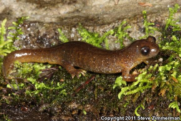 Southern Torrent Salamander (Rhyacotriton variegatus)