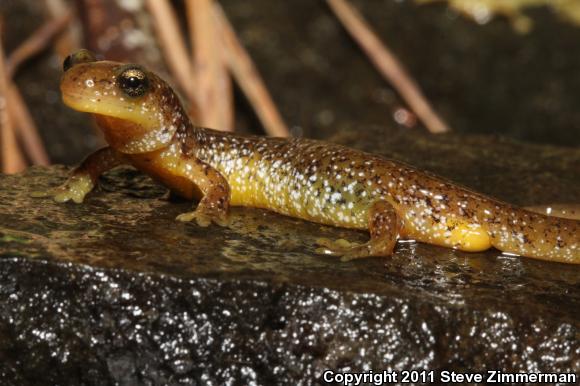 Southern Torrent Salamander (Rhyacotriton variegatus)