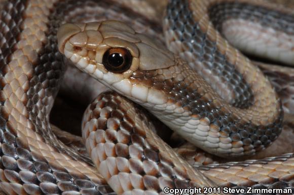 Desert Patch-nosed Snake (Salvadora hexalepis hexalepis)