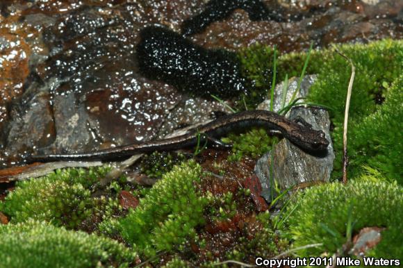 Kern Canyon Slender Salamander (Batrachoseps simatus)