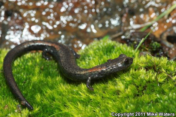 Kern Canyon Slender Salamander (Batrachoseps simatus)