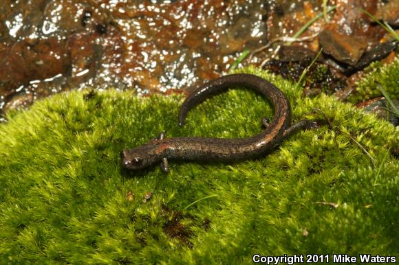 Kern Canyon Slender Salamander (Batrachoseps simatus)