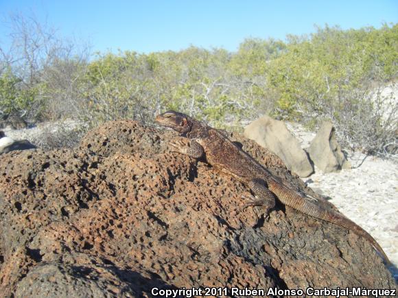 Monserrat Chuckwalla (Sauromalus slevini)