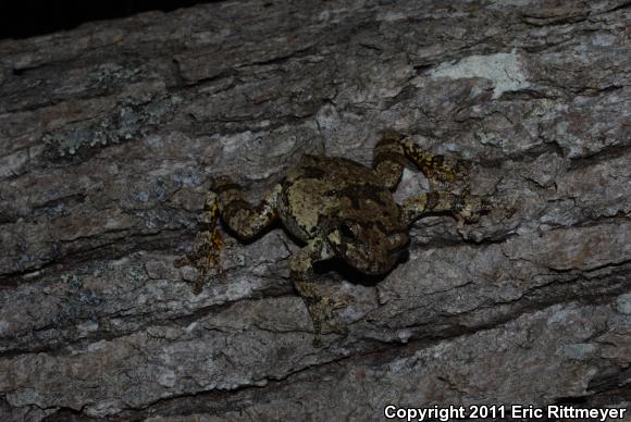 Cope's Gray Treefrog (Hyla chrysoscelis)