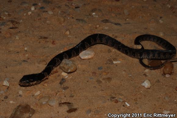 Yellow-bellied Watersnake (Nerodia erythrogaster flavigaster)