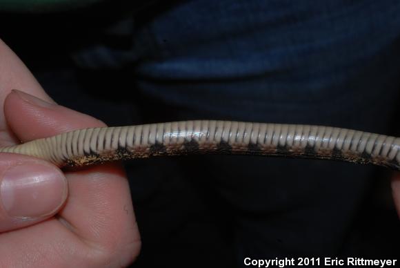 Yellow-bellied Watersnake (Nerodia erythrogaster flavigaster)