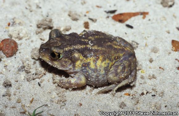 Eastern Spadefoot (Scaphiopus holbrookii)