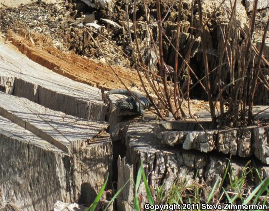 Island Fence Lizard (Sceloporus occidentalis becki)