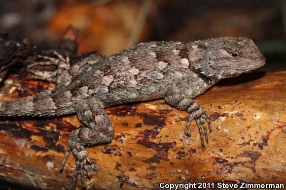 Clark's Spiny Lizard (Sceloporus clarkii)