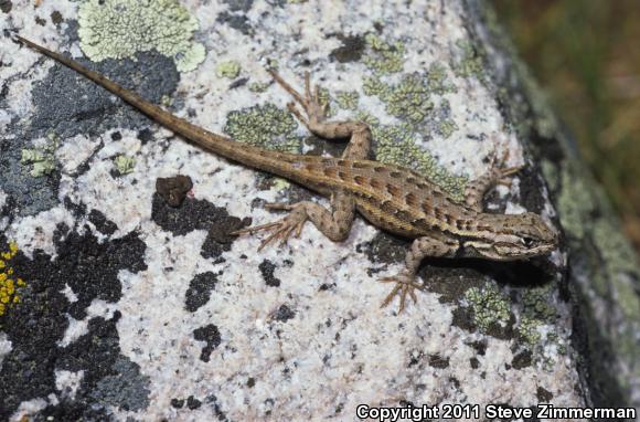 Southern Sagebrush Lizard (Sceloporus graciosus vandenburgianus)