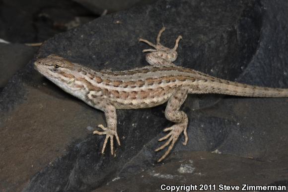 Northern Sagebrush Lizard (Sceloporus graciosus graciosus)