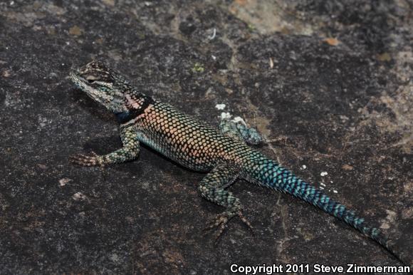 Yarrow's Lizard (Sceloporus jarrovii)