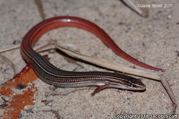 Northern Mole Skink (Plestiodon egregius similis)