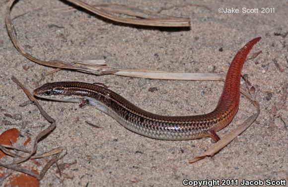 Northern Mole Skink (Plestiodon egregius similis)