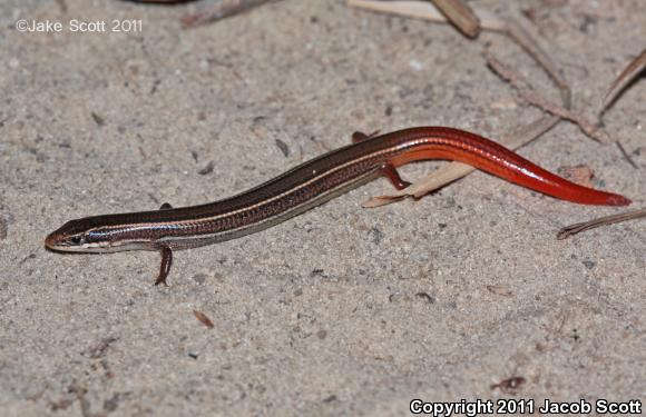 Northern Mole Skink (Plestiodon egregius similis)