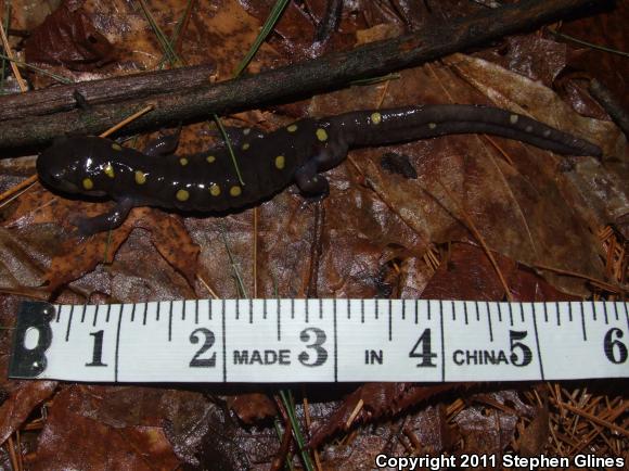 Spotted Salamander (Ambystoma maculatum)