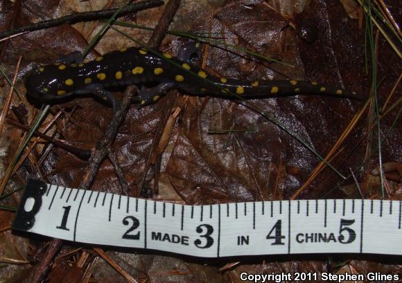 Spotted Salamander (Ambystoma maculatum)