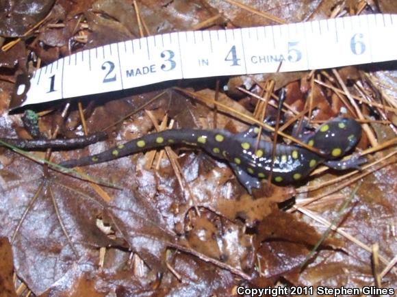 Spotted Salamander (Ambystoma maculatum)