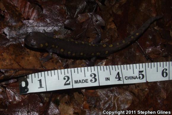 Spotted Salamander (Ambystoma maculatum)