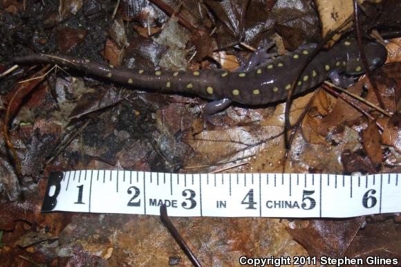 Spotted Salamander (Ambystoma maculatum)