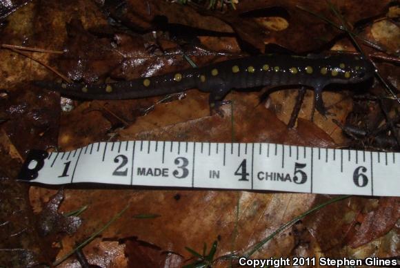 Spotted Salamander (Ambystoma maculatum)