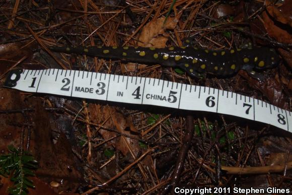 Spotted Salamander (Ambystoma maculatum)