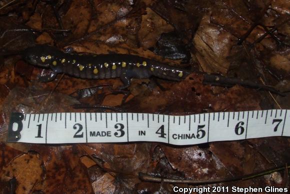 Spotted Salamander (Ambystoma maculatum)