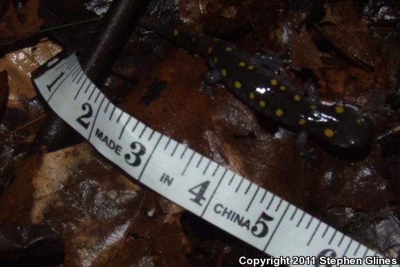 Spotted Salamander (Ambystoma maculatum)