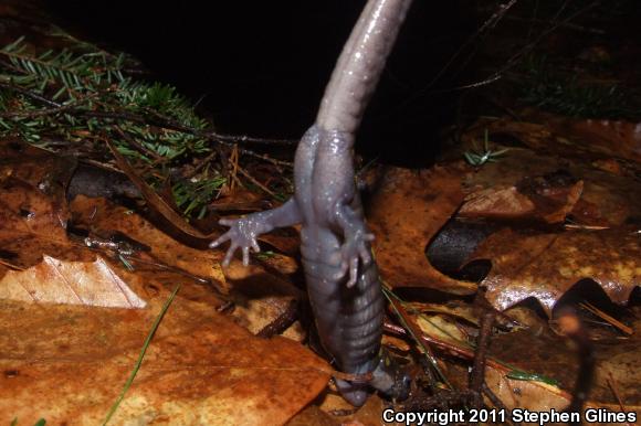 Spotted Salamander (Ambystoma maculatum)