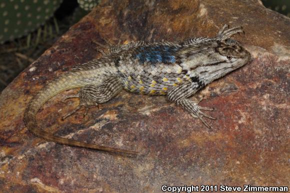 Desert Spiny Lizard (Sceloporus magister)