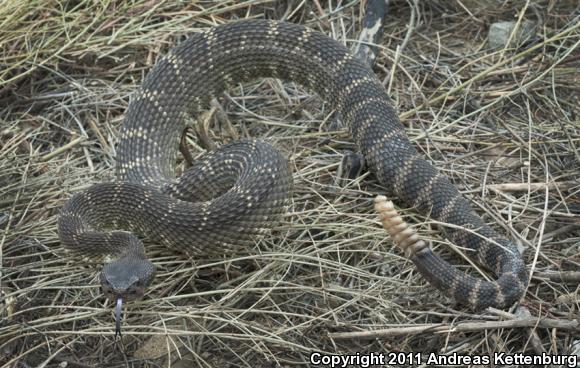 Southern Pacific Rattlesnake (Crotalus oreganus helleri)