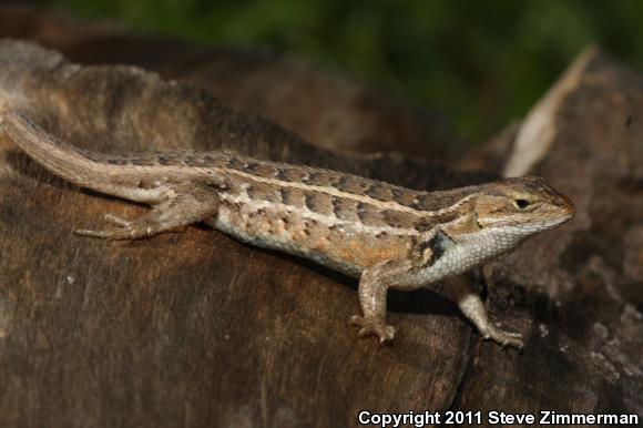 Slevin's Bunchgrass Lizard (Sceloporus slevini)